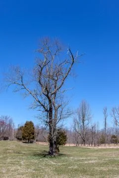 A Bare Tree in a Meadow Stock Photos