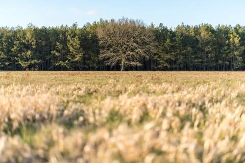 Bare tree in the middle of green trees and a dry meadow Stock Photos