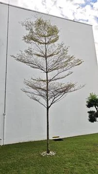Bare Tree with Minimal Foliage Stock Photos