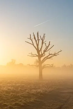 Bare Tree Mist Stock Photos