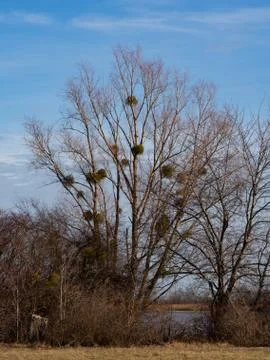 Bare tree with mistletoe in winter and blue sky Stock Photos