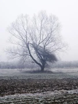 Bare tree in misty day Stock Photos