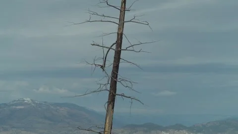 Bare Tree in Mountain Terrain Stock Footage 327902091