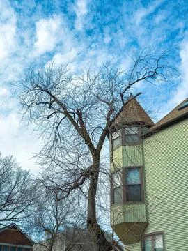 Bare tree next to modern house under blue sky Stock-Fotos