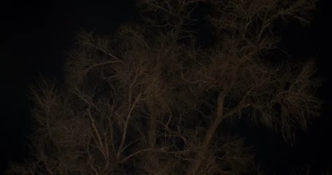 Bare Tree at Night Stock Footage 292724232