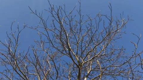A bare tree with no leaves against a blue sky Stock Footage 307590604