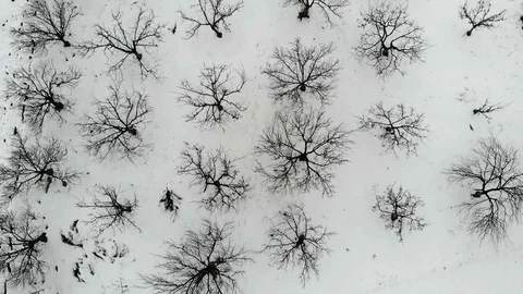 Bare tree orchard covered with snow on cold winter day. Aerial view. Stock Footage 101750554
