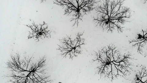 Bare tree orchard covered with snow on cold winter day. Aerial view. Stock Footage 101751035