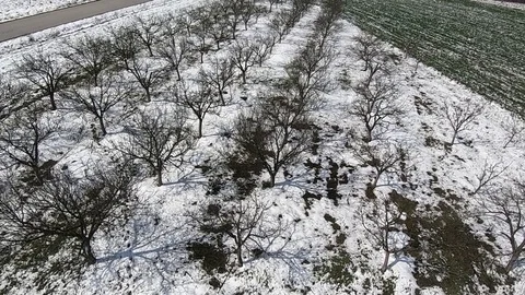 Bare tree orchard covered with thin layer of snow in early springtime Stock Footage 87701073