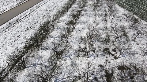 Bare tree orchard covered with thin layer of snow in early springtime Stock Footage 87701078