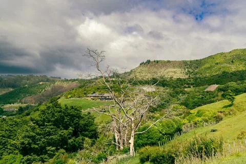 Bare Tree Overlooking Lush Rolling Green Hills 스톡 사진