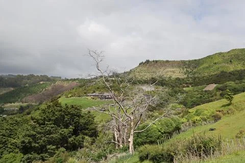 Bare Tree Overlooking Rolling Green Hillside Valley Foto stock