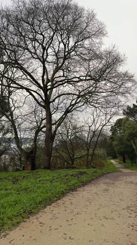 Bare Tree by a Path in a Winter Park Stock Footage 275704209