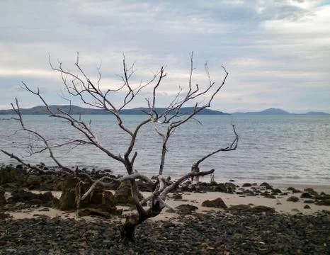 A bare tree on a pebbly beach. Stock Photos
