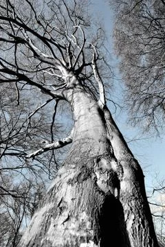 Bare Tree Stock Photos