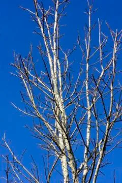 Bare tree Stock Photos