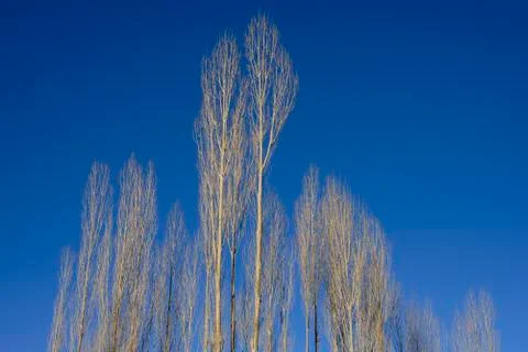 Bare tree Stock Photos