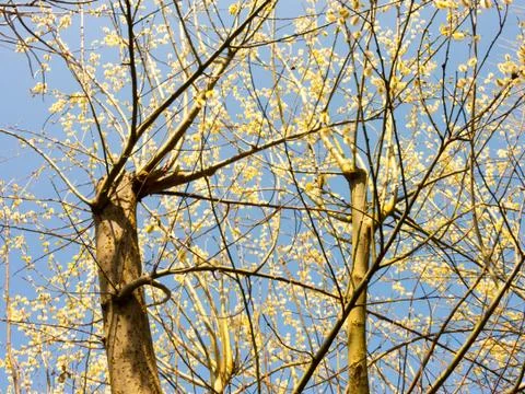 Bare Tree Stock Photos