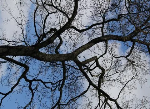 Bare tree Stock Photos