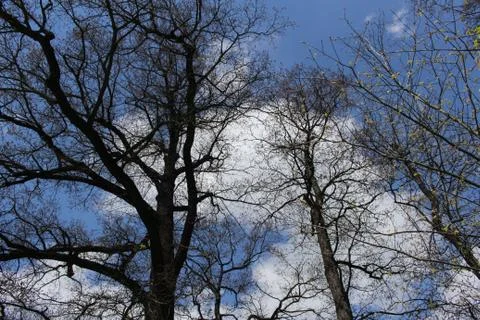 Bare tree Stock Photos