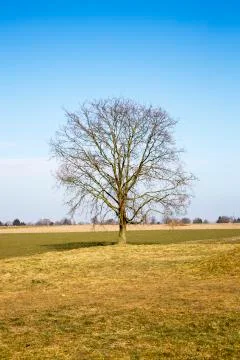 Bare Tree Stock Photos