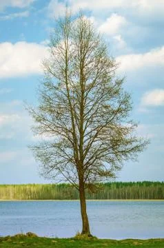 Bare Tree Stock Photos