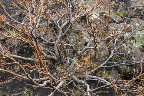 The bare tree Stock-Fotos