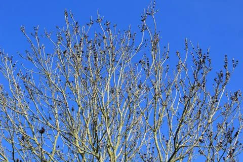 Bare Tree Stock Photos