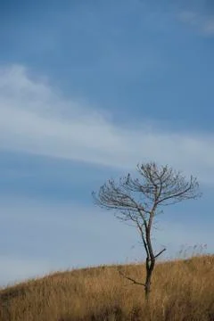 Bare tree Stock Photos