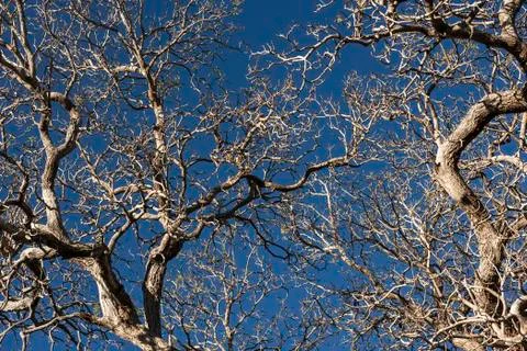 Bare Tree Stock Photos