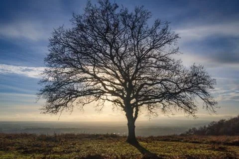 A Bare Tree Stock Photos