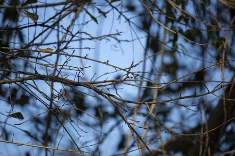 Bare Tree Stock Photos