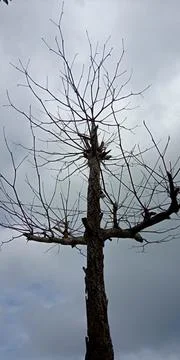 Bare Tree Stock Photos