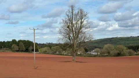 Bare tree in ploughed field panning Stock Footage 331584516