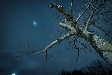 Bare Tree Reaching into the Night Sky with a Shooting Star Stockfoto's