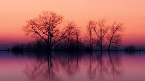 Bare tree with reflection in water Stock Photos