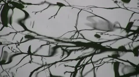 Bare tree rippled reflection abstract-2 Stock Footage 20434435