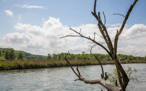 Bare tree on a river Foto stock