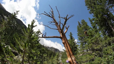 Bare Tree in Rockies Stock Footage 33519984