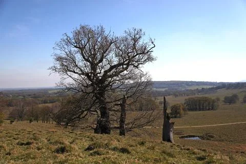 Bare Tree on Rolling Hillside under Clear Blue Sky Stock Photos