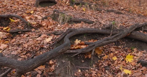 Bare tree roots Stockbeeldmateriaal 220958272