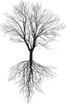 Bare tree with roots Stock Illustration