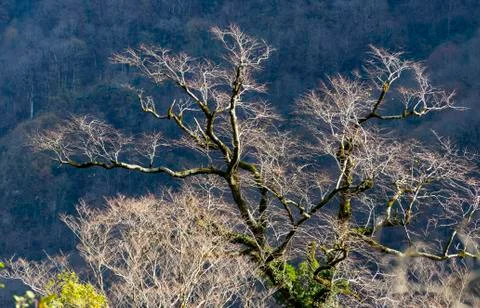 Bare tree in the rural. Stock-Fotos
