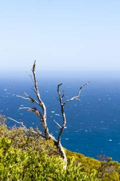 Bare tree with sea behind Stock Photos