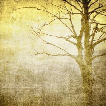 Bare tree in sepia tones Stock Photos