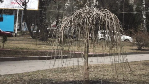 Bare tree shivering on wind in early spring Stock Footage 120778449