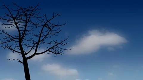 Bare tree silhouette against diffused clouds in a blue sky Video stock 69837693
