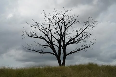 Bare Tree Silhouette Against Dramatic Sky Nature Photography Foto stock