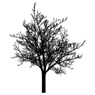 Bare tree silhouette. Beautiful leafless tree.  Vector illustration Stock Illustration