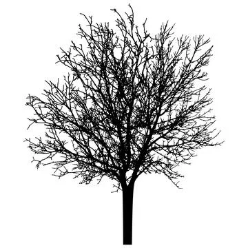 Bare tree silhouette. Beautiful leafless tree.  Vector illustration Stock Illustration